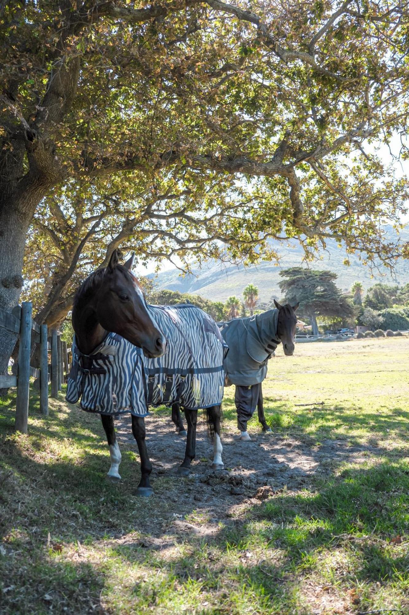 No2 Merlot Cape Town Bagian luar foto